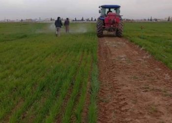 أمطار وفيرة وتوسع في المساحات المزروعة بمقاطعة الجزيرة تبشر بموسم زراعي واعد