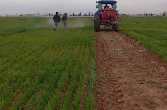 أمطار وفيرة وتوسع في المساحات المزروعة بمقاطعة الجزيرة تبشر بموسم زراعي واعد