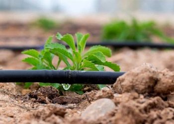 المحاصيل المقاومة للجفاف في سوريا.. الواقع والتجارب والآفاق المستقبلية
