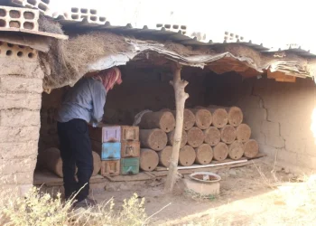انتعاش تربية النحل.. الأمطار تُعيد الأمل بعد سنوات الجفاف