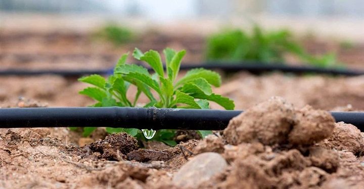 المحاصيل المقاومة للجفاف في سوريا.. الواقع والتجارب والآفاق المستقبلية