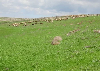 انتعاش المراعي في منطقة آليان بعد هطول الأمطار