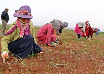المرأة الريفية.. عمود القطاع الزراعي بحقوق منسية