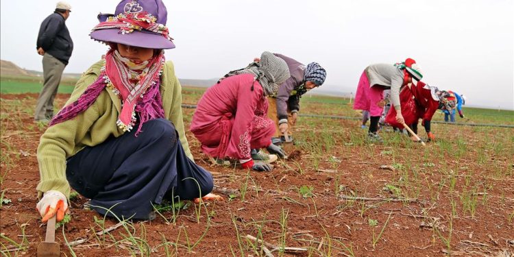 المرأة الريفية.. عمود القطاع الزراعي بحقوق منسية