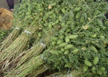الحمص الأخضر وفوائده للجسم