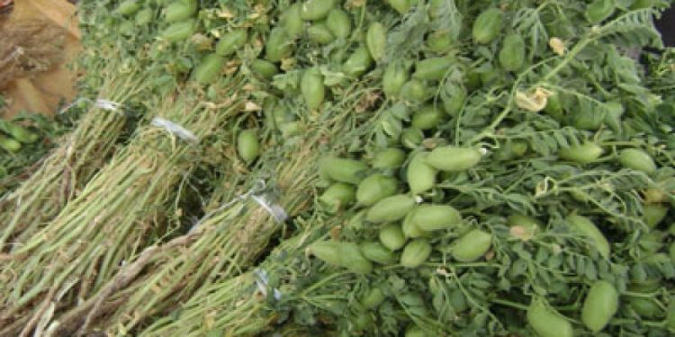 الحمص الأخضر وفوائده للجسم