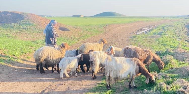 مربو الثروة الحيوانية: عام خير علينا.. إنتاجية مرتفعة وأسعار مستقرة