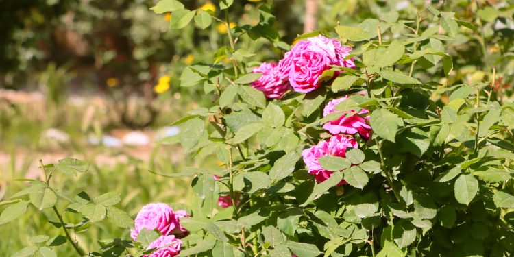 عدسة العدد 2409-1417 من صحيفة روناهي