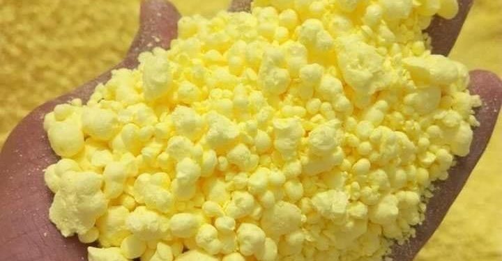 “الكبريت التعفيري” سلاحٌ فعّال وبيئي في مكافحة الأمراض الفطرية والآفات