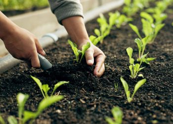 الزراعة العضوية في سوريا.. نحو غذاء صحي وبيئة مستدامة