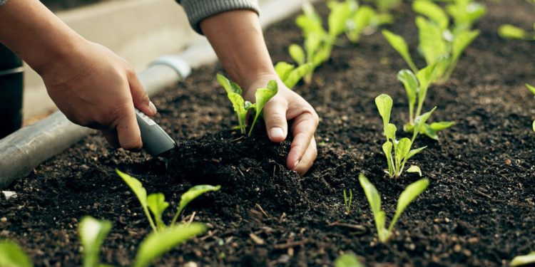 الزراعة العضوية في سوريا.. نحو غذاء صحي وبيئة مستدامة