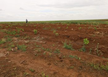 على مساحة 300 دونماً.. مزارع من عامودا يبني مشروعاً زراعياً رغم الخسائر