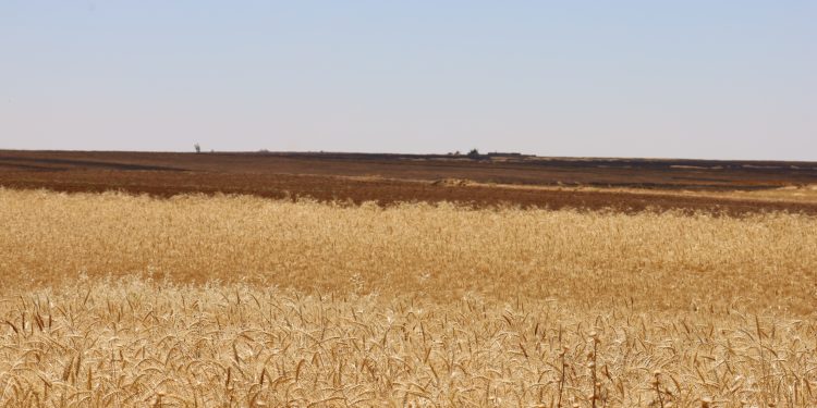 عدسة العدد 2455 من صحيفة روناهي