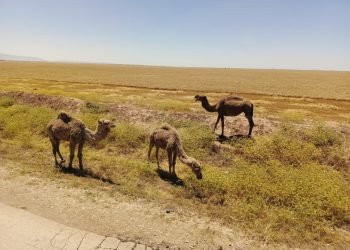 عدسة العدد 2432-1424 من صحيفة روناهي
