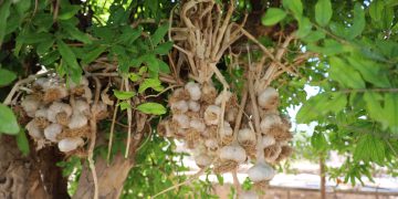 عدسة العدد 2465-1435 من صحيفة روناهي