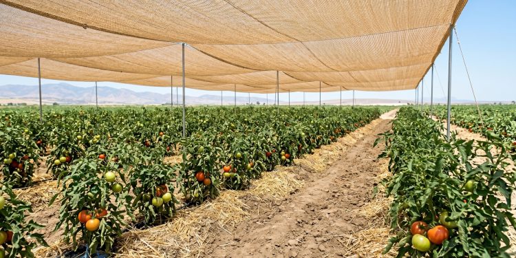استراتيجيات التكيّف مع الإجهاد الحراري في النظم الزراعية السورية