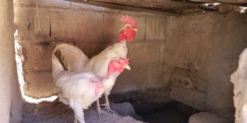 عدسة العدد 2469 من صحيفة روناهي