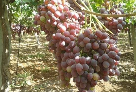 زراعة العنب في السويداء بين ارتفاع التكاليف وضعف التسويق