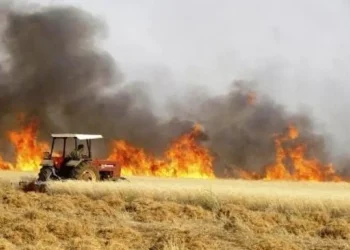 خسائر كبيرة في محاصيل القمح بقرية “كرصور” جراء الحرائق والمزارعون يطالبون بالتعويض