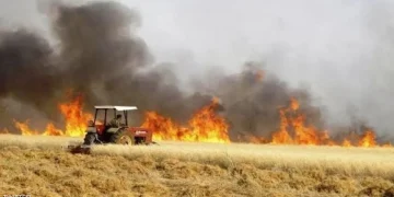 خسائر كبيرة في محاصيل القمح بقرية “كرصور” جراء الحرائق والمزارعون يطالبون بالتعويض