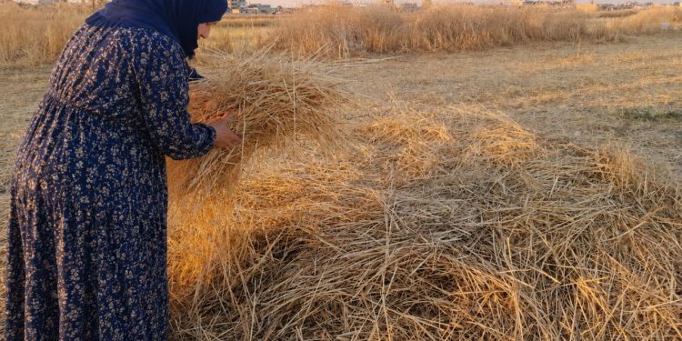 من بقايا الحصاد تصنع الأمل.. “سوسن حمي” تواصل رحلتها مع القش