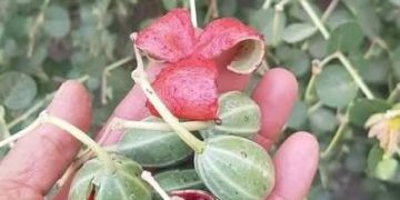 الذهب الأخضر في الأراضي القاحلة.. نبات “القبار” نموذجاً