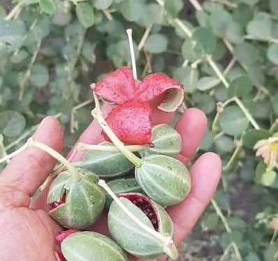 الذهب الأخضر في الأراضي القاحلة.. نبات “القبار” نموذجاً