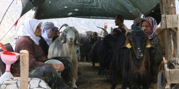 نساء جبل كاتو يقاومن اندثار حياة الترحال