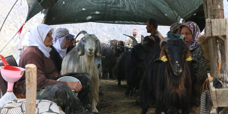 نساء جبل كاتو يقاومن اندثار حياة الترحال