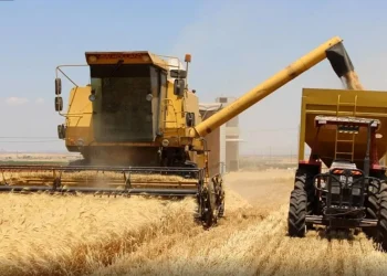 مهرجان القمح الأول في الجزيرة.. توثيق التراث الزراعي واستعراض مسيرة إنتاجية كاملة