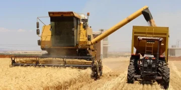 مهرجان القمح الأول في الجزيرة.. توثيق التراث الزراعي واستعراض مسيرة إنتاجية كاملة